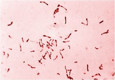 развития биопленки