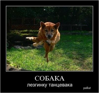 губернатор губернатор