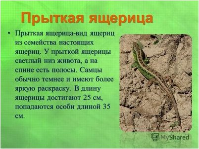 других брюшных