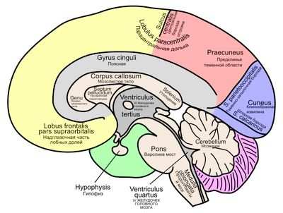 мозг