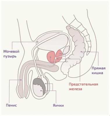 женщина