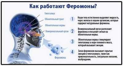 феромоны феромоны