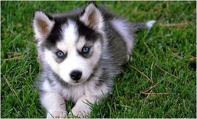 собака собака