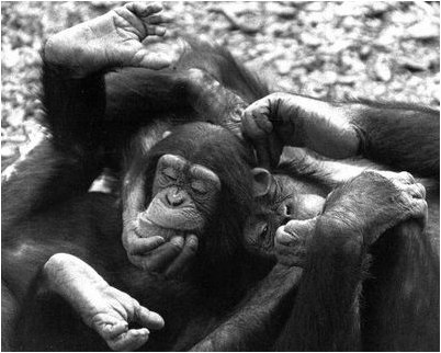 говорит Грайнгер