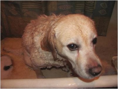 самка самка