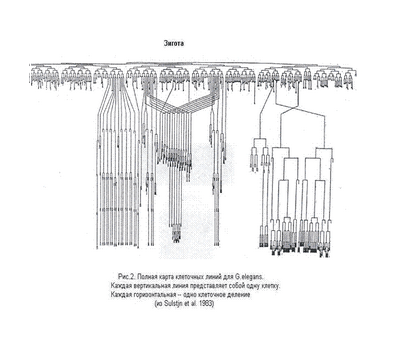 нейрон нейрон