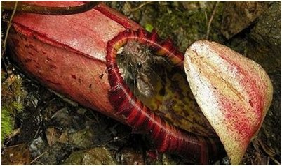 кровь кровь