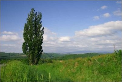 говорит Голдстайн говорит Голдстайн