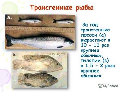 биолог развития