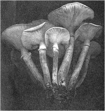 исследование