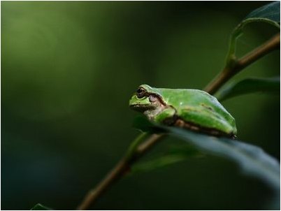 котором пузырек