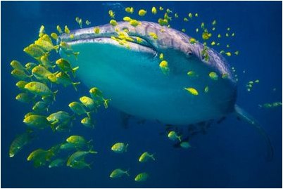 более высокопоставленных