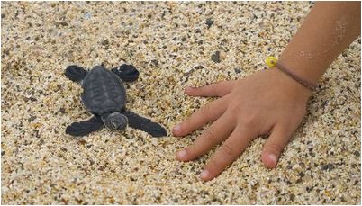 черепаха черепаха