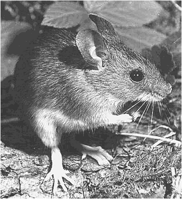 более старые