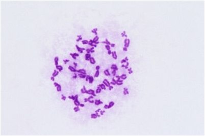 вирус вирус