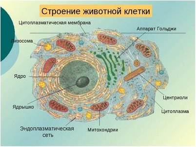 исходной клетки исходной клетки