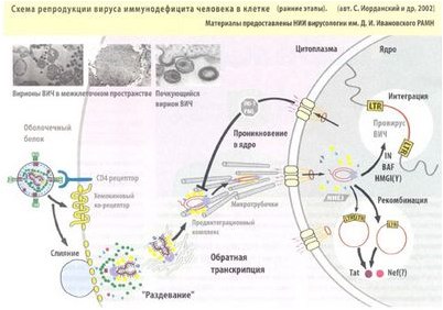 более вероятны