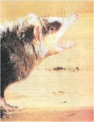 пуля пуля