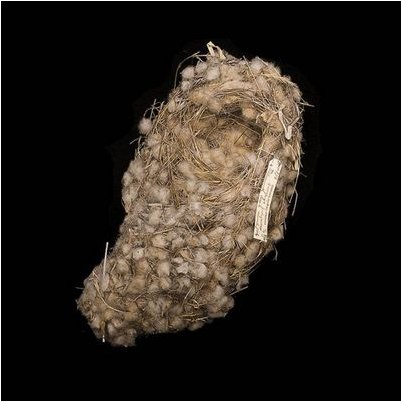 зяблик зяблик