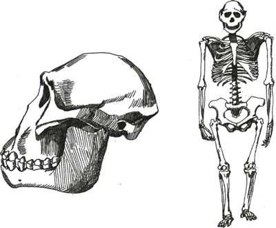 hominin hominin