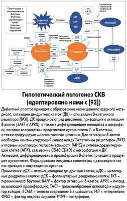 Иммунный ответ на вакцину против гриппа у пациентов с волчанкой снижен