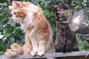 внешней среды